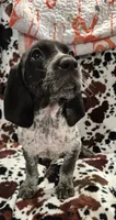 Nelly, a female Bluetick Coonhound for sale in Tullahoma, TN – Photo 6 of 6