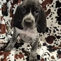 Nelly, a female Bluetick Coonhound for sale in Tullahoma, TN – Photo 5 of 6