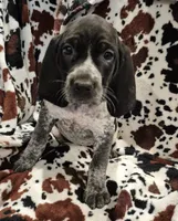 Nelly, a female Bluetick Coonhound for sale in Tullahoma, TN – Photo 2 of 6