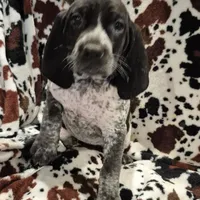 Nelly, a female Bluetick Coonhound for sale in Tullahoma, TN – Photo 4 of 6