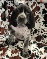 Nelly, a female Bluetick Coonhound for sale in Tullahoma, TN – Photo 1 of 6