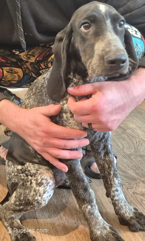 Harley  – Bluetick Coonhound puppy for sale in Tullahoma, TN