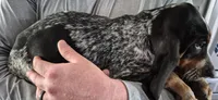 Tabor, a male Bluetick Coonhound for sale in Tullahoma, TN – 3 of 6