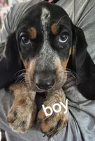 Tabor, a male Bluetick Coonhound for sale in Tullahoma, TN – 2 of 6