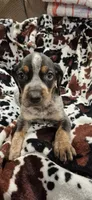 Tabor, a male Bluetick Coonhound for sale in Tullahoma, TN – Photo 1 of 5