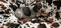 Tabor, a male Bluetick Coonhound for sale in Tullahoma, TN – Photo 2 of 5