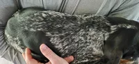 Tabor, a male Bluetick Coonhound for sale in Tullahoma, TN – 6 of 6