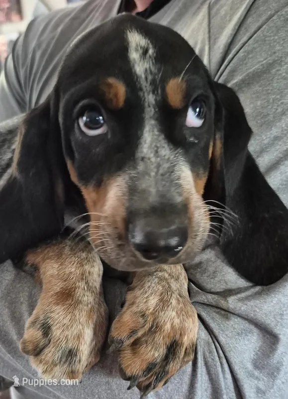 Tabor – Bluetick Coonhound puppy for sale in Tullahoma, TN