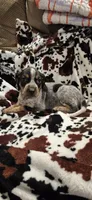 Tabor, a male Bluetick Coonhound for sale in Tullahoma, TN – Photo 5 of 5