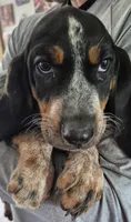 Tabor, a male Bluetick Coonhound for sale in Tullahoma, TN – 4 of 6