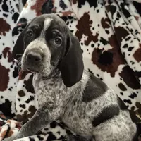 Viola, a female Bluetick Coonhound for sale in Tullahoma, TN – Photo 9 of 10