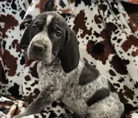 Viola, a female Bluetick Coonhound for sale in Tullahoma, TN – Photo 9 of 10