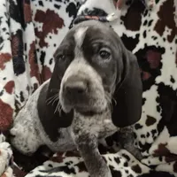 Viola, a female Bluetick Coonhound for sale in Tullahoma, TN – Photo 6 of 10