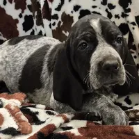 Viola, a female Bluetick Coonhound for sale in Tullahoma, TN – Photo 2 of 10