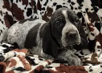 Viola, a female Bluetick Coonhound for sale in Tullahoma, TN – Photo 2 of 10