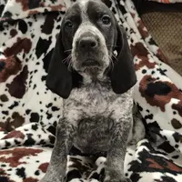 Viola, a female Bluetick Coonhound for sale in Tullahoma, TN – Photo 5 of 10