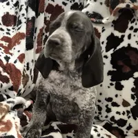 Viola, a female Bluetick Coonhound for sale in Tullahoma, TN – Photo 4 of 10