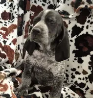 Viola, a female Bluetick Coonhound for sale in Tullahoma, TN – Photo 4 of 10