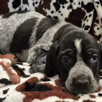Viola, a female Bluetick Coonhound for sale in Tullahoma, TN – Photo 1 of 10