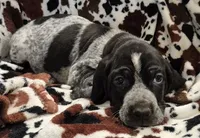 Viola, a female Bluetick Coonhound for sale in Tullahoma, TN – Photo 1 of 10