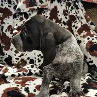 Viola, a female Bluetick Coonhound for sale in Tullahoma, TN – Photo 8 of 10