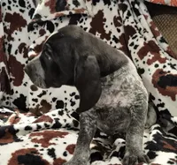 Viola, a female Bluetick Coonhound for sale in Tullahoma, TN – Photo 8 of 10