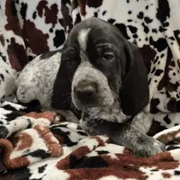 Viola, a female Bluetick Coonhound for sale in Tullahoma, TN – Photo 3 of 10