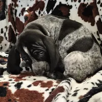 Viola, a female Bluetick Coonhound for sale in Tullahoma, TN – Photo 10 of 10