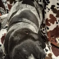 Viola, a female Bluetick Coonhound for sale in Tullahoma, TN – Photo 7 of 10