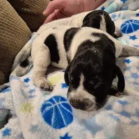 Trixie, a female Bluetick Coonhound for sale in Tullahoma, TN – Photo 6 of 8