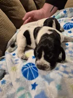 Trixie, a female Bluetick Coonhound for sale in Tullahoma, TN – Photo 6 of 8