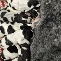 Trixie, a female Bluetick Coonhound for sale in Tullahoma, TN – Photo 3 of 8