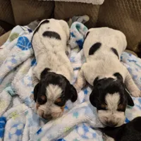 Trixie, a female Bluetick Coonhound for sale in Tullahoma, TN – Photo 8 of 8