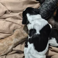 Trixie, a female Bluetick Coonhound for sale in Tullahoma, TN – Photo 2 of 8