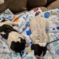 Trixie, a female Bluetick Coonhound for sale in Tullahoma, TN – Photo 5 of 8