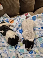 Trixie, a female Bluetick Coonhound for sale in Tullahoma, TN – Photo 5 of 8