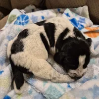 Trixie, a female Bluetick Coonhound for sale in Tullahoma, TN – Photo 4 of 8