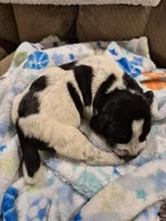 Trixie, a female Bluetick Coonhound for sale in Tullahoma, TN – Photo 4 of 8