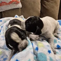 Trixie, a female Bluetick Coonhound for sale in Tullahoma, TN – Photo 7 of 8