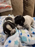 Trixie, a female Bluetick Coonhound for sale in Tullahoma, TN – Photo 7 of 8