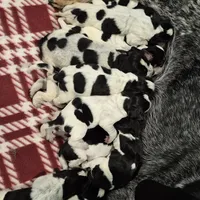 Trixie, a female Bluetick Coonhound for sale in Tullahoma, TN – Photo 1 of 8