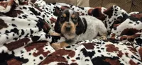 Phantom, a female Bluetick Coonhound for sale in Tullahoma, TN – Photo 3 of 6