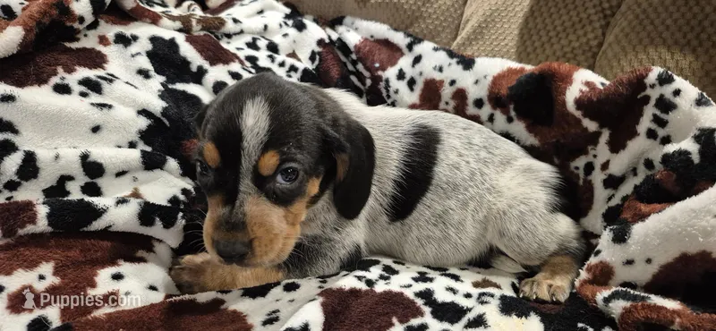 Phantom – Bluetick Coonhound puppy for sale in Tullahoma, TN
