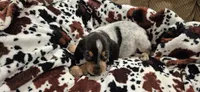 Phantom, a female Bluetick Coonhound for sale in Tullahoma, TN – Photo 6 of 6