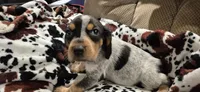 Phantom, a female Bluetick Coonhound for sale in Tullahoma, TN – Photo 2 of 6