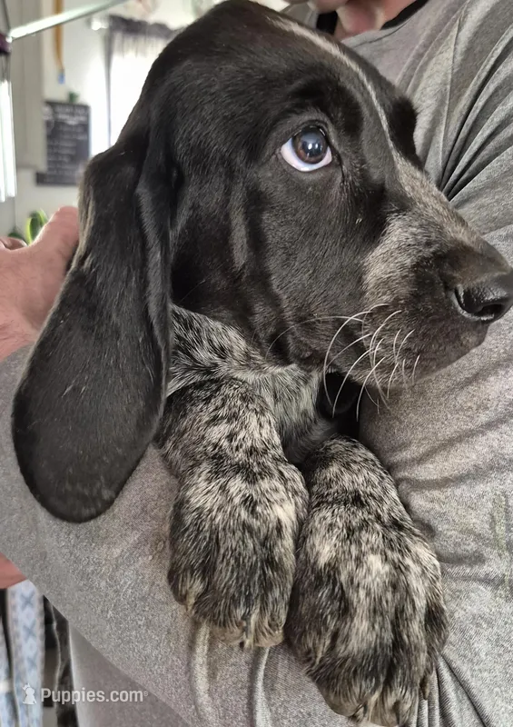 Skittles  – Bluetick Coonhound puppy for sale in Tullahoma, TN