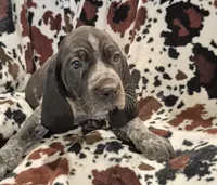 Rucker , a male Bluetick Coonhound for sale in Tullahoma, TN – Photo 1 of 6