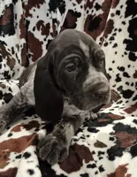 Rucker , a male Bluetick Coonhound for sale in Tullahoma, TN – Photo 3 of 6