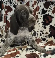 Rucker , a male Bluetick Coonhound for sale in Tullahoma, TN – Photo 2 of 6
