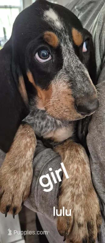 LuLu – Bluetick Coonhound puppy for sale in Tullahoma, TN